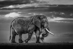 Earth Echoes (B&W) by Paul Nicklen - Elephant - Kenya - Wildlife Photography