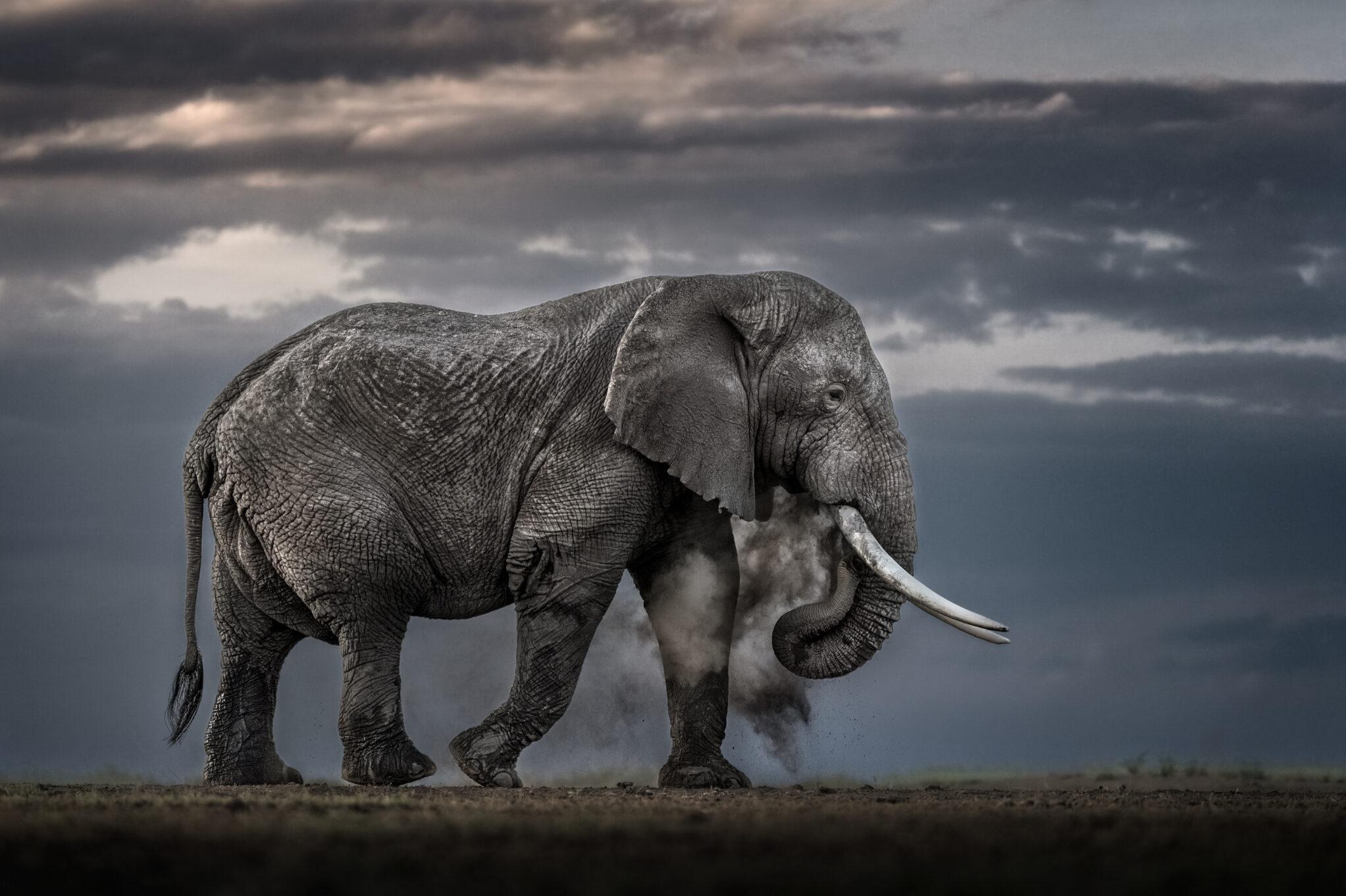 Earth Echoes (Color) by Paul Nicklen - Elephant - Kenya - Wildlife Photography