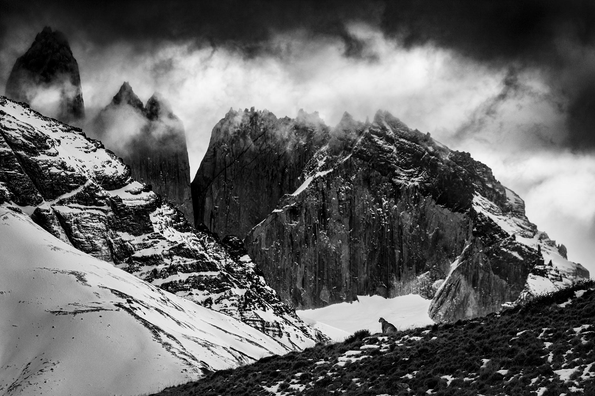 "Echoes of the Andes"
Patagonia, Chile - 2024

24 × 36 in / 61 × 91.4 cm / Edition of 20 
31 × 46.5 in / 78.7 × 118.1 cm / Edition of 15
40 × 60 in / 101.6 × 152.4 cm / Edition of 10
60 × 90 in / 152.4 × 228.6 cm / Edition of 7

"A female puma sits