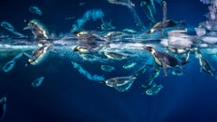 Emperor Reflections, Antarctica by Paul Nicklen - Wildlife Photography