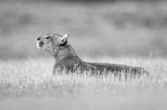 Empress of the Andes, Chile by Paul Nicklen - Pumas - Cats - Wildlife