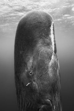 Feast from the Deep, Dominica by Paul Nicklen -Contemporary Wildlife Photography
