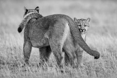 Feline Bonds, Patagonia by Paul Nicklen - Pumas - Cats - Wildlife