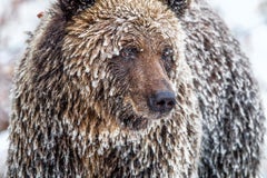 Frozen Feast, Yukon by Paul Nicklen - Contemporary Wildlife Photography - Bear