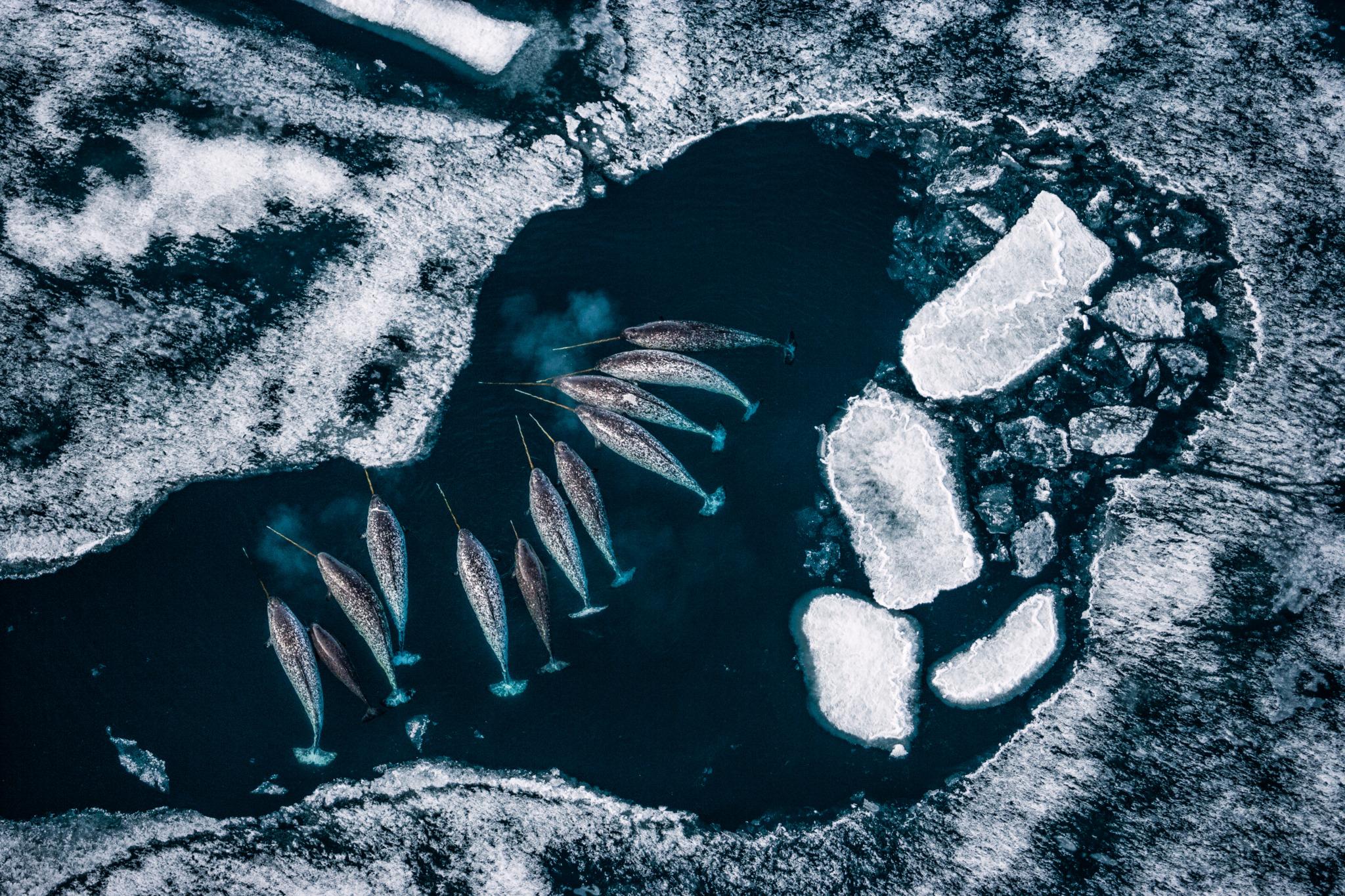 Reunión de Unicornios
Nunavut, Canadá, 2006

24 × 36 in / 61 × 91,4 cm / Edición de 20 - $5.500
31 × 46,5 in / 78,7 × 118,1 cm / Edición de 15
40 × 60 in / 101,6 × 152,4 cm / Edición de 10

"Conocidos por algunos como los "unicornios del mar", esta