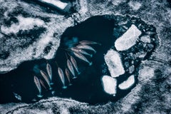 Gathering of Unicorns au Canada par Paul Nicklen - Arctic - Narwhals