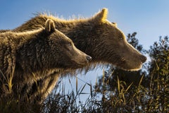 Golden Bond, Alaska by Paul Nicklen - Brown Bears