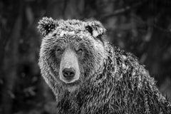 Heart of the Yukon, Canada by Paul Nicklen - Contemporary Wildlife Photography