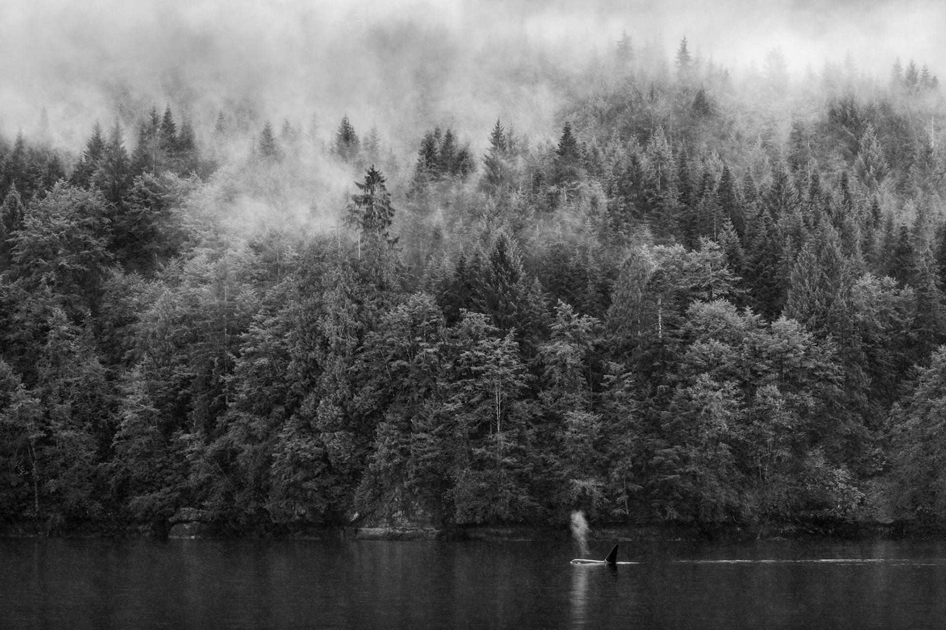Hidden Paths by Paul Nicklen - Canada - Contemporary Landscape Photography