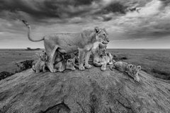 High Stone Pride von Paul Nicklen - Zeitgenössische Wildtierfotografie 2025