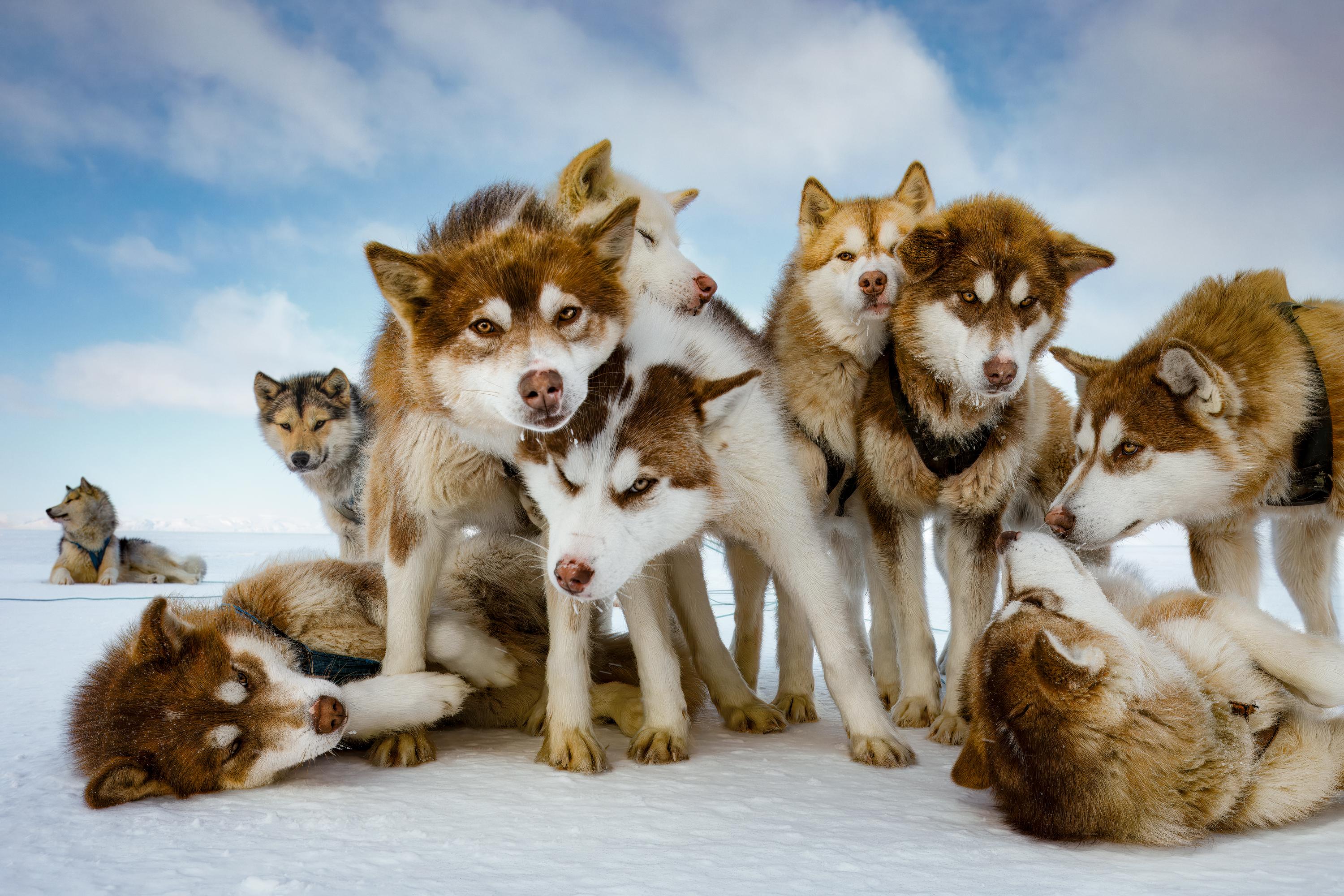"Husky Huddle"
Qaanaaq, Greenland - 2015

Archival Pigment Print

Available Sizes:

Edition of 20: 24” x 36” (61 x 91.4 cm) $5,500
Edition of 15: 31” x 46.5” (78.7 x 118.1 cm) $9,500
Edition of 10: 40” x 60” (101.6 x 152.4 cm) $16,500
Edition of 7: