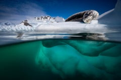 Ice Leopard, Antarctica by Paul Nicklen - Contemporary Wildlife Photography