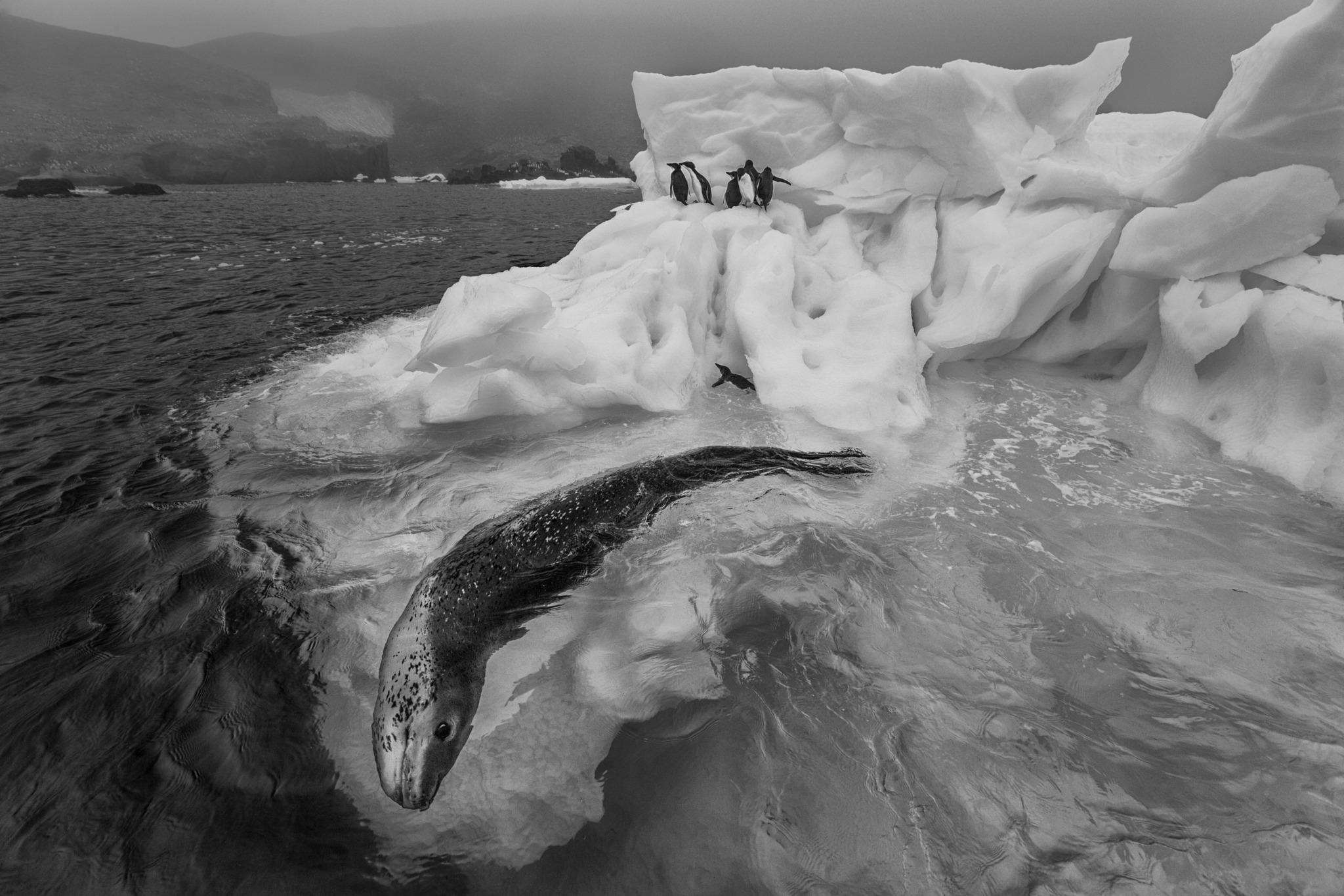 Patrouille des glaces
Antarctique, 2017

24 × 36 in / 61 × 91,4 cm / Édition de 20 - 3 500
31 × 46.5 in / 78.7 × 118.1 cm / Edition de 15 exemplaires
40 × 60 in / 101.6 × 152.4 cm / Edition de 10 exemplaires
60 × 90 in / 152.4 × 228.6 cm / Edition