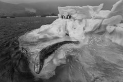 Ice Patrol, Antarctica by Paul Nicklen - Contemporary Wildlife Photography
