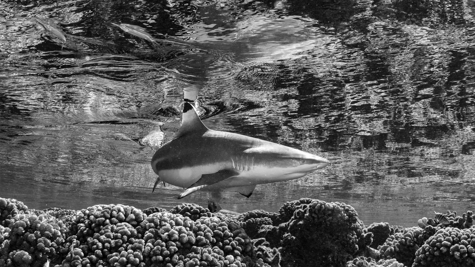 In the Shallows
Fakarava, French Polynesia, 2023

Edition of 20: 24” × 42.5” (61 × 108 cm)
Edition of 10: 36” × 64” (91.4 × 162.6 cm)
Edition of 10: 50.5” x 90” (128.59 x 228.6 cm)

"A reef shark glides over the shallow coral heads, creating
