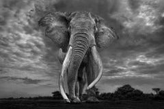 Legend (B&W) by Paul Nicklen - Wildlife Photography - Elephant - Kenya