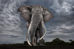 Legend (Color) by Paul Nicklen - Wildlife Photography - Elephant - Kenya