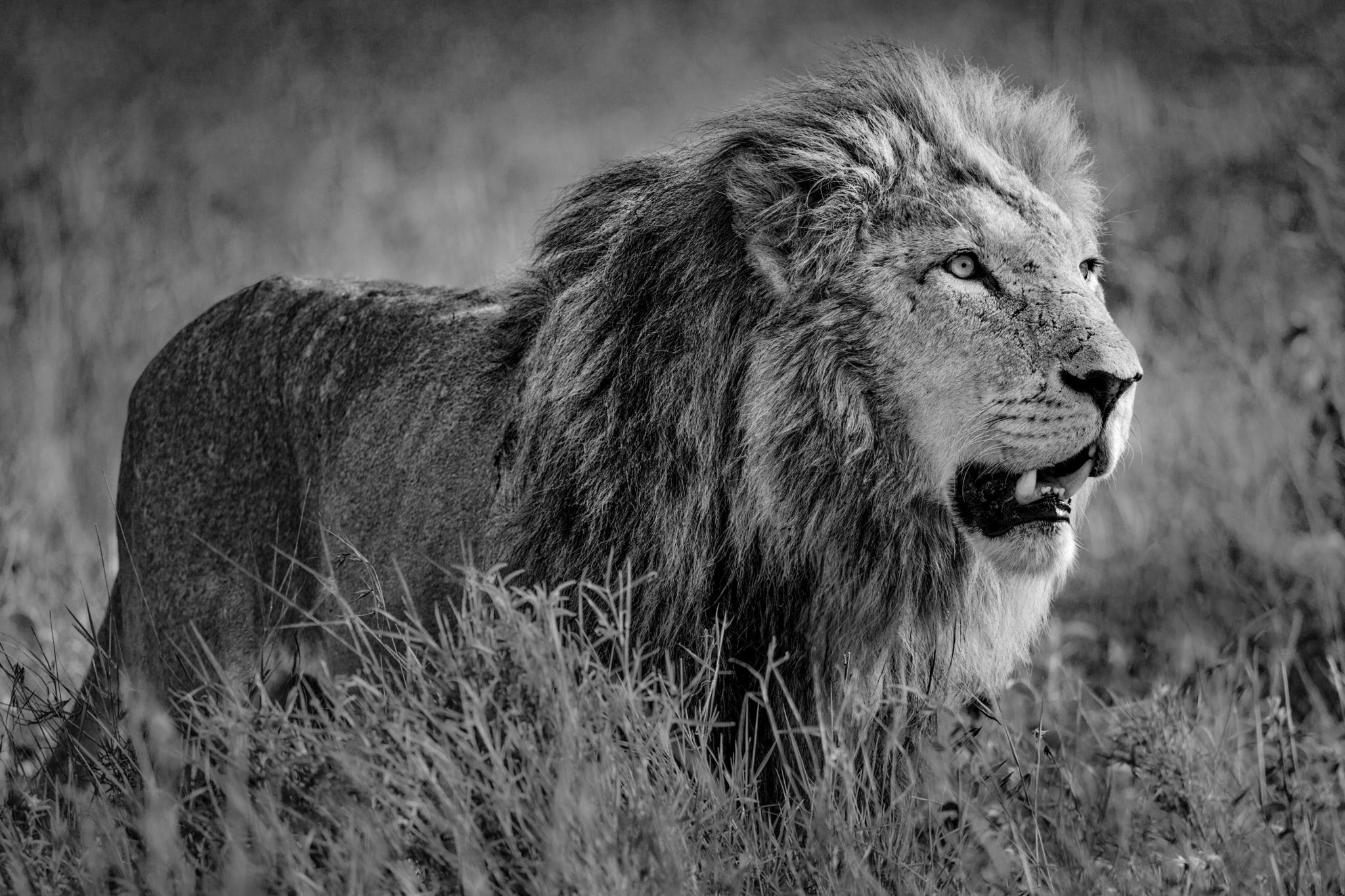 Legend of Laikipia by Paul Nicklen - Wildlife Photography - Lion - Kenya