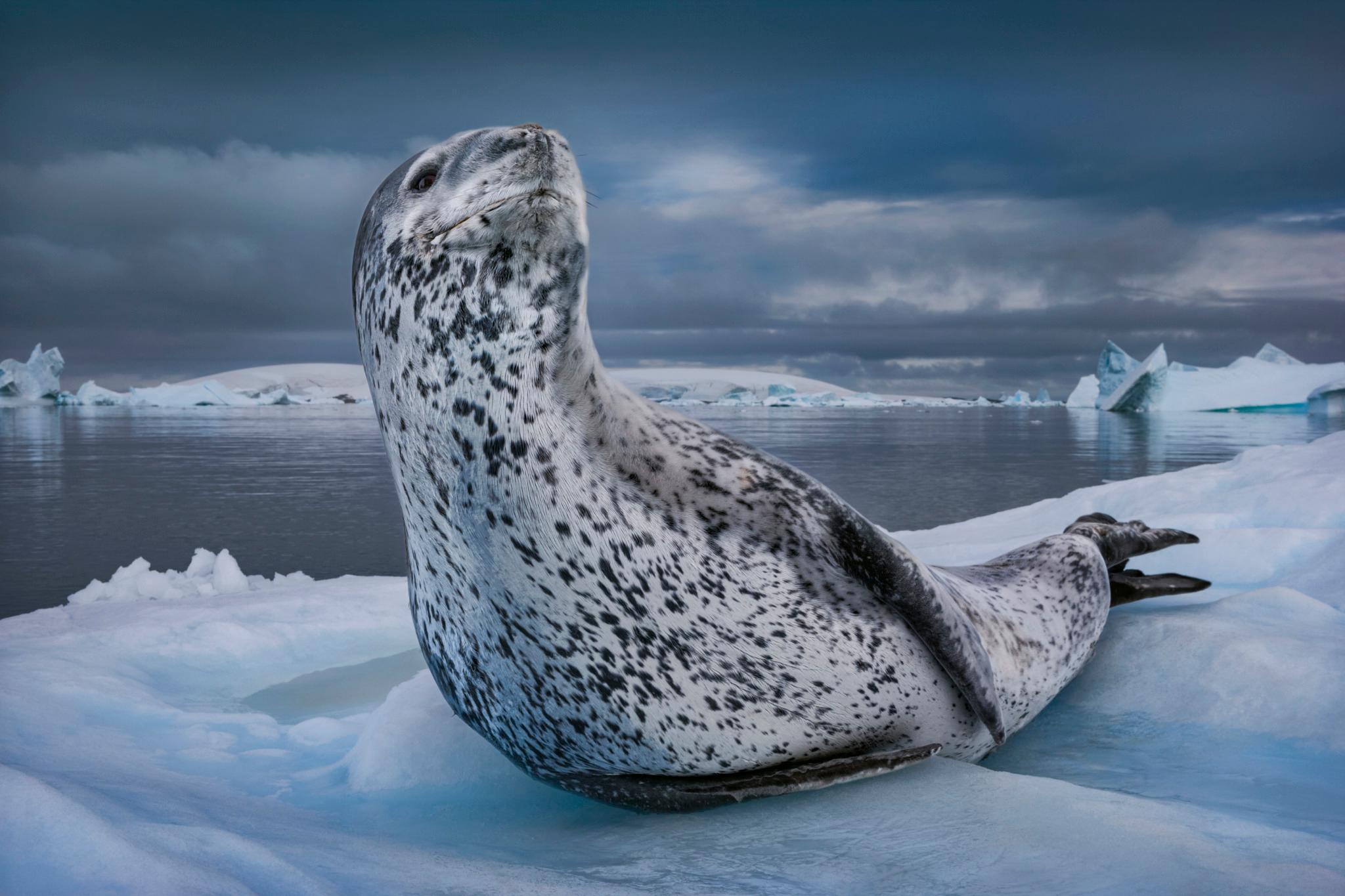 Regard de léopard
Antarctique, 2006

24 po x 36 po (61 x 91,4 cm) Édition de 20 - 3 500
31 in x 46.5 in (78.7 x 118.1 cm) Edition de 15
40 in x 60 in (101.6 x 152.4 cm) Edition de 10

"Sous la faible lueur du ciel antarctique, j'ai laissé le courant