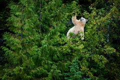 Ma'ah, Colombie-Britannique par Paul Nicklen - Contemporary Wildlife Photography