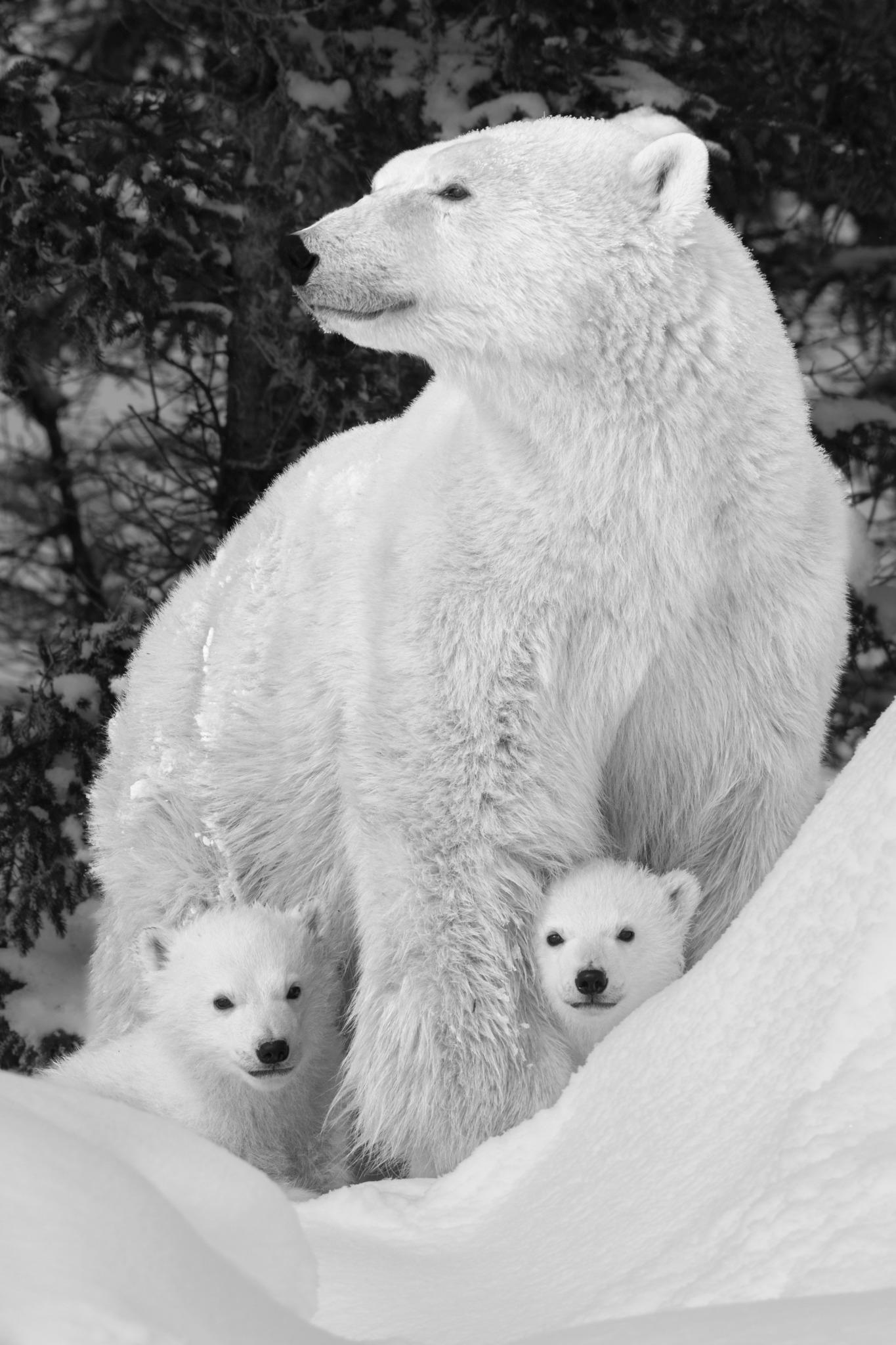 Maman Ours
Manitoba, Canada, 2023

Édition de 20 : 36" x 24" (91,4 x 61cm) - 3 500
Edition de 15 : 46.5" x 31" (118.1 x 78.7cm)
Edition de 10 : 60" x 40" (152.4 x 101.6cm)

"Même après avoir travaillé comme biologiste de la faune sauvage à la