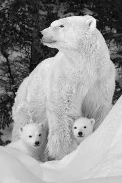 Mama Bear, Canada by Paul Nicklen - Contemporary Wildlife Photography