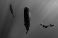 Matriarch, Dominique par Paul Nicklen - Photographie contemporaine de la faune - Baleine