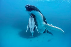 Megaptera, Tonga by Paul Nicklen - Contemporary Wildlife Photography - Whale