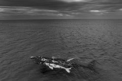 Mother's Harbour, Australia by Paul Nicklen - Whales