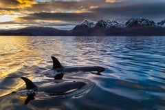 Norwegian Sunset Cruise, Norway by Paul Nicklen