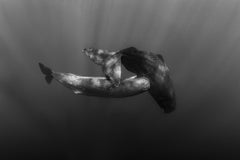 Nurturing Bond, Dominica by Paul Nicklen - Contemporary Wildlife Photography 
