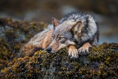 On the Rocks, Canada by Paul Nicklen - Contemporary Wildlife Photography - Wolf