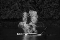 Orca Mist, British Columbia by Paul Nicklen - Contemporary Wildlife Photography