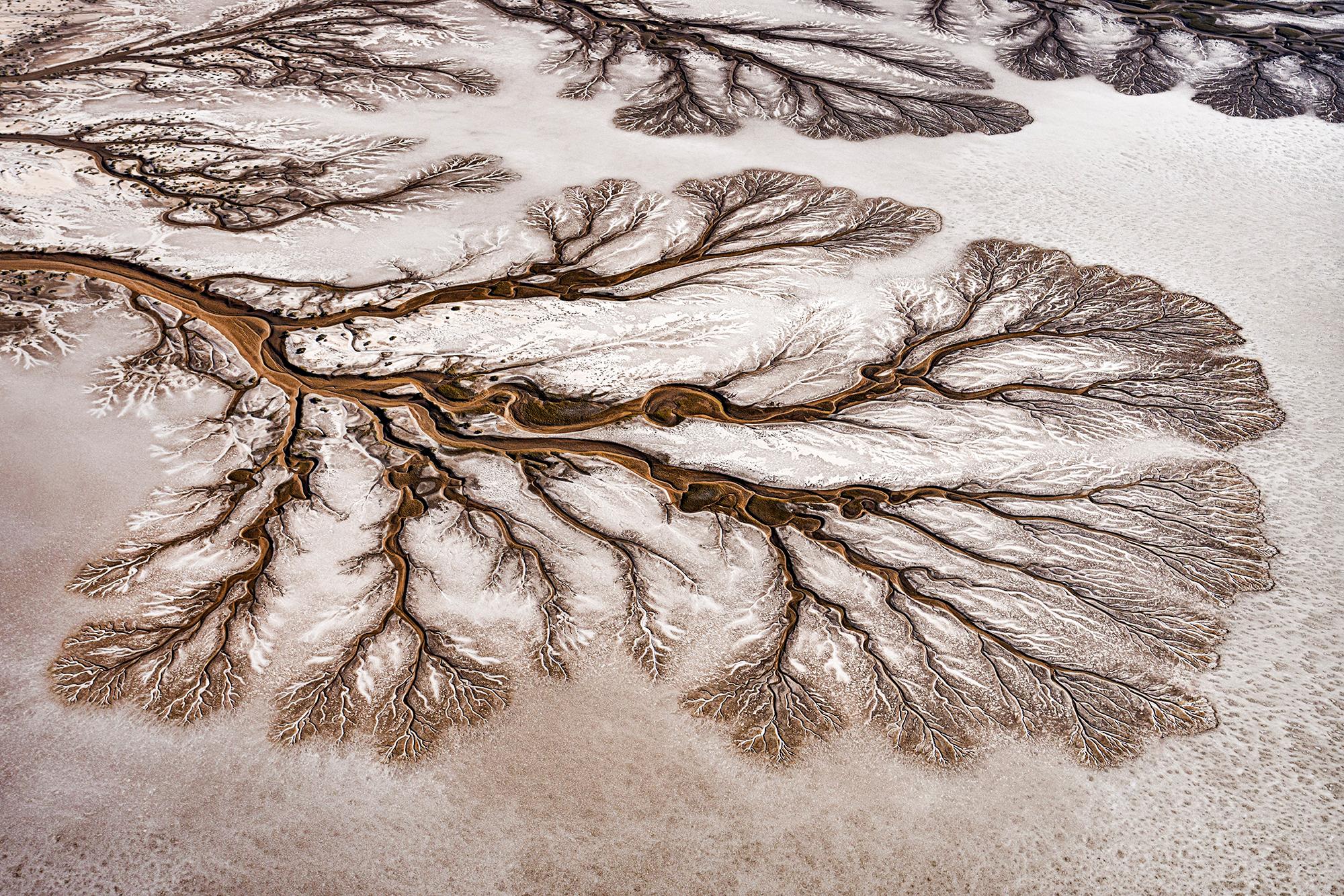 Paul Nicklen Color Photograph - Painted Forest 