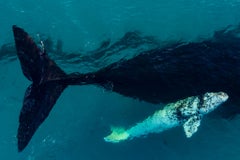 Pearl of Affection, Australia by Paul Nicklen - Whales