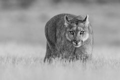 Petaka "Queen of Patagonia", Chile by Paul Nicklen - Pumas - Cats - Wildlife