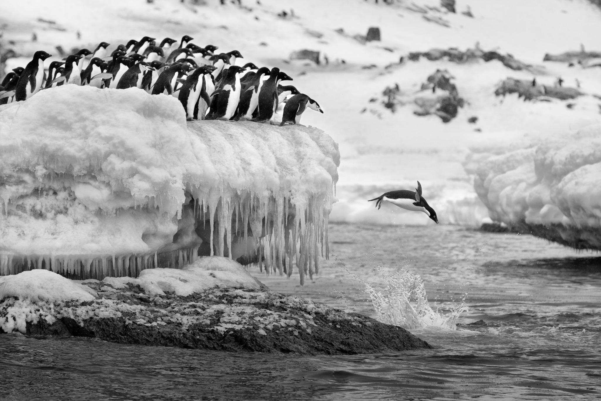 Plongeon polaire
Antarctique, 2014

24 × 36 in / 61 × 91,4 cm / Édition de 20 - 3 500
31 × 46.5 in / 78.7 × 118.1 cm / Edition de 15 exemplaires
40 × 60 in / 101.6 × 152.4 cm / Edition de 10 exemplaires
60 × 90 in / 152.4 × 228.6 cm / Edition de 7
