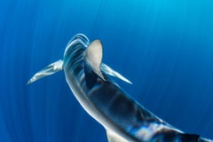 Prism and Blues, Canada by Paul Nicklen - Contemporary Wildlife Photography