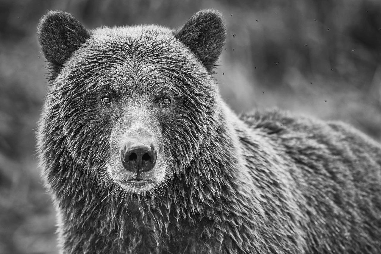 Paul Nicklen Black and White Photograph - Queen of Katmai