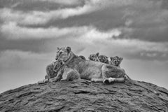 Rain Mother von Paul Nicklen - Zeitgenössische Wildtierfotografie 2025