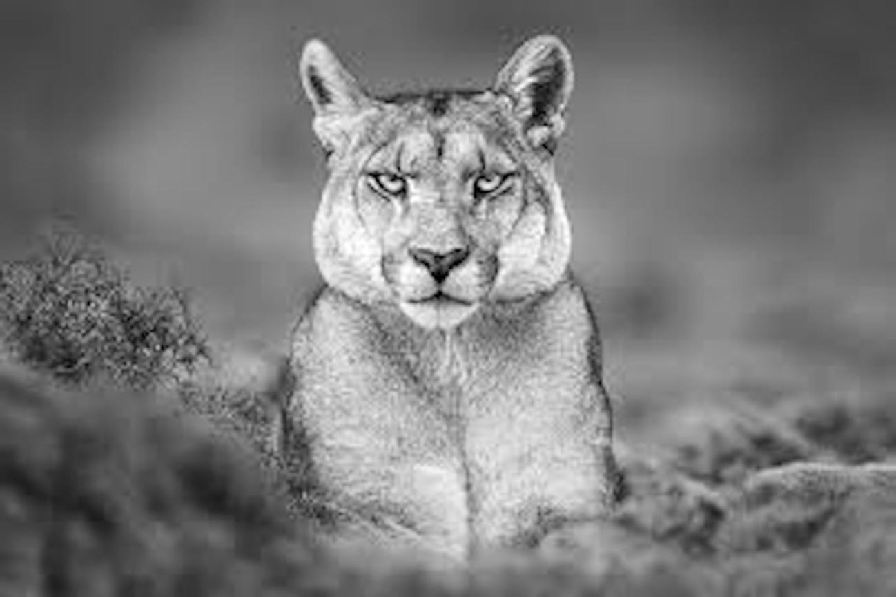 Reina by Paul Nicklen - Contemporary Wildlife Photography - Lion - Kenya
