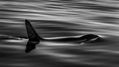Rising, Alaska by Paul Nicklen