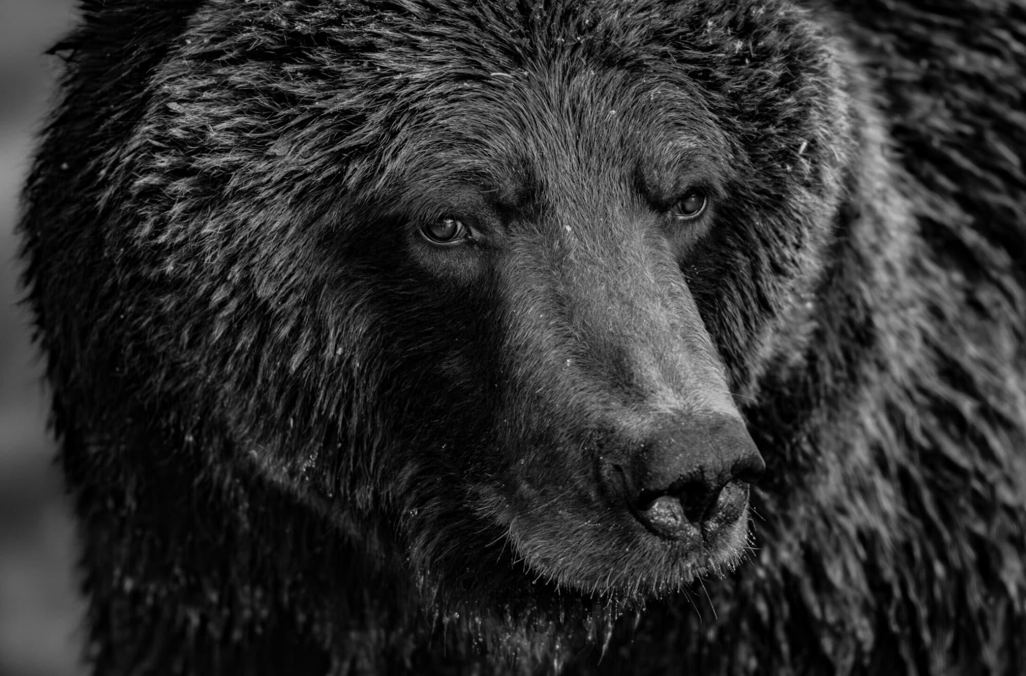 River Keeper by Paul Nicklen - Wildlife Photography - Alaska - Bear