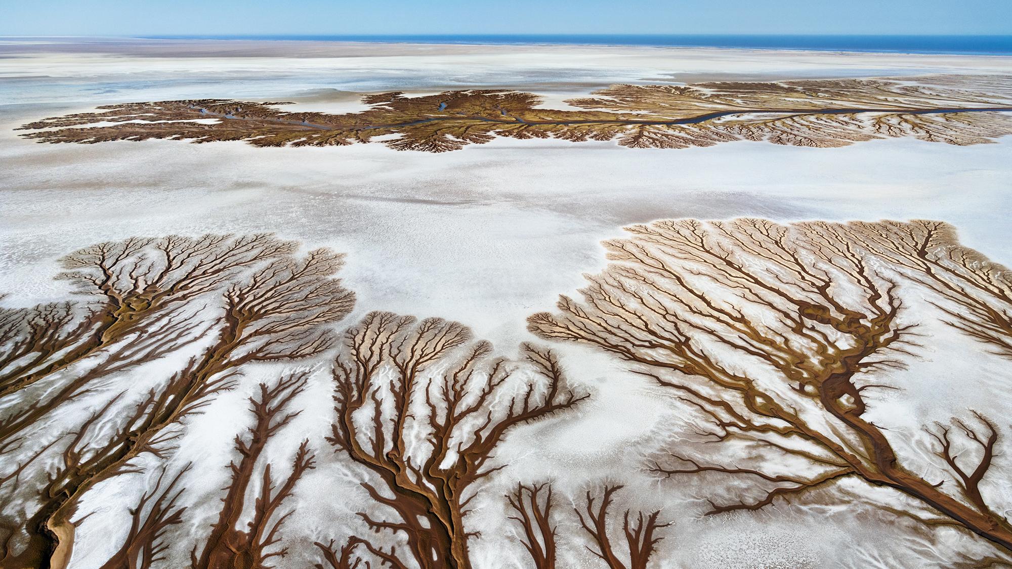 Paul Nicklen Landscape Photograph - Salty Branches 