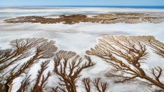 Salty Branches, Mexico by Paul Nicklen - Contemporary Landscape Photography