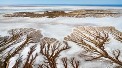Ramas saladas, México por Paul Nicklen - Fotografía contemporánea de paisajes