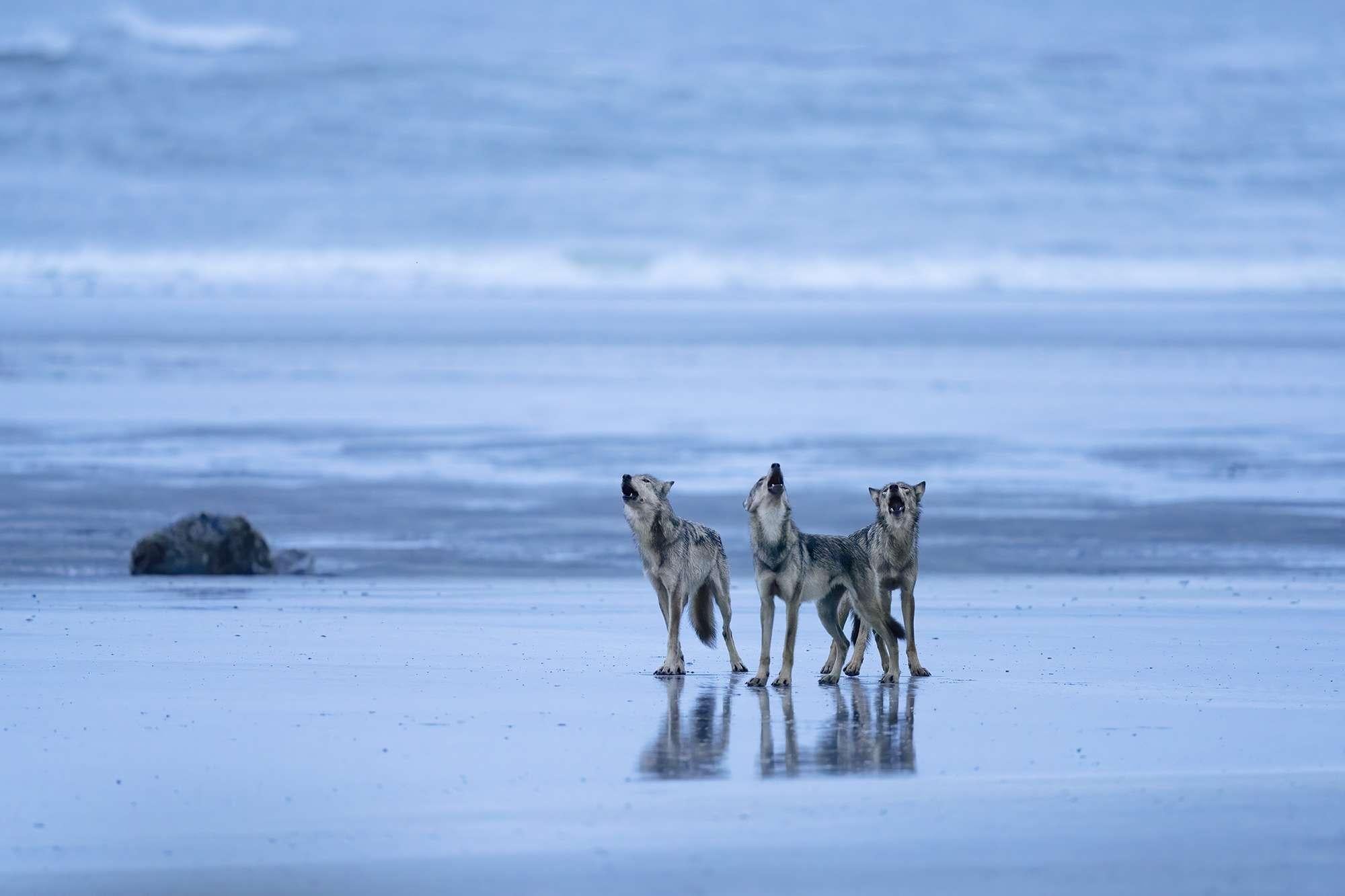 Paul Nicklen Color Photograph - Sea Tribe 