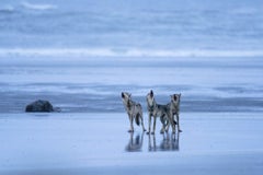 Sea Tribe, British Columbia by Paul Nicklen - Contemporary Seascape Photography