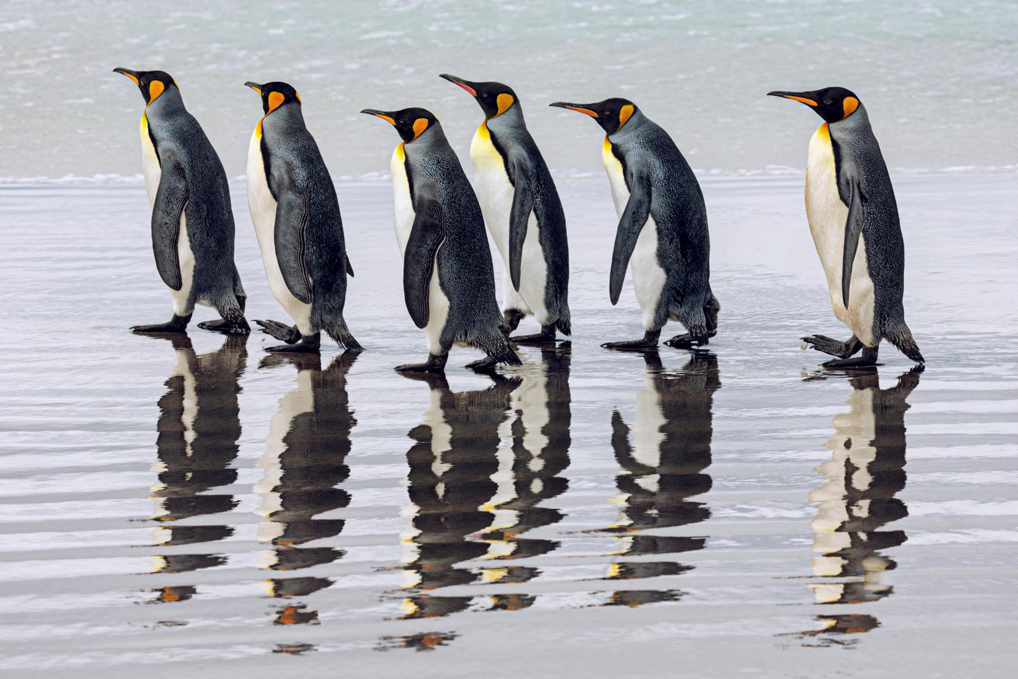 Seaside
Falkland Islands, 2016

24 × 36 in / 61 × 91.4 cm / Edition of 20 - $3,500
31 × 46.5 in / 78.7 × 118.1 cm / Edition of 15
40 × 60 in / 101.6 × 152.4 cm / Edition of 10

"King penguins are social animals and operate in groups during