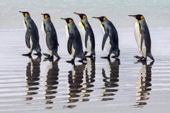 Seaside, Falkland Islands by Paul Nicklen - Contemporary Wildlife Photography